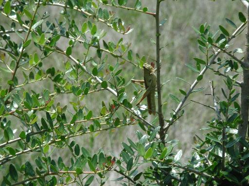 1081779
11/30/02 12:00 AM
2048 x 1536
Flash did not fire
23.4mm
1/58s
11.1

Multi-segment
NIKON
E990
